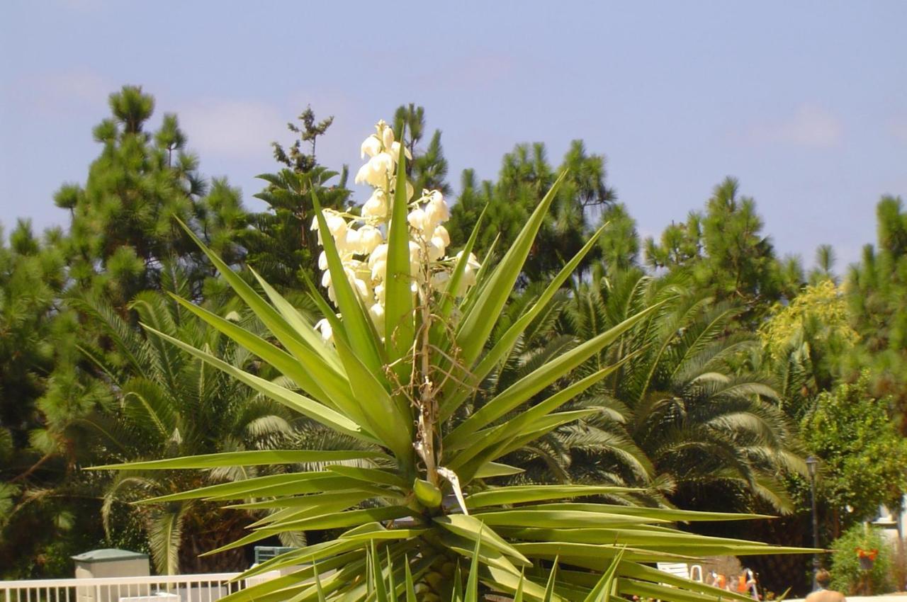 Ikaria Village-Ground Floor Apartment No 4 Klorakas 외부 사진
